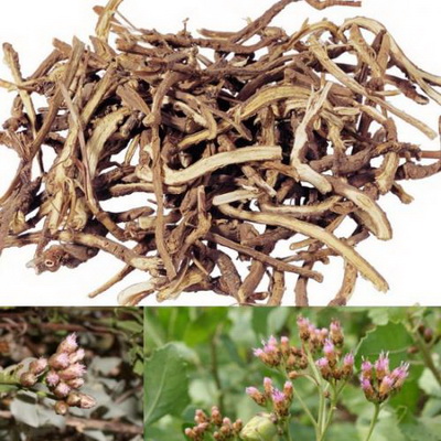 Vị thuốc sài hồ.